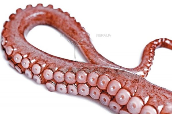Kraken 24 at