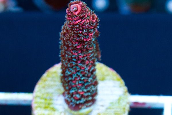 Ссылка на кракен onion kraken dark link